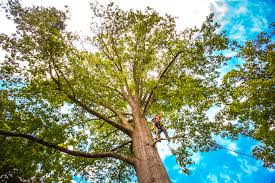 How Our Tree Care Process Works  in  Brookdale, CA