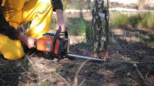 Leaf Removal in Brookdale, CA