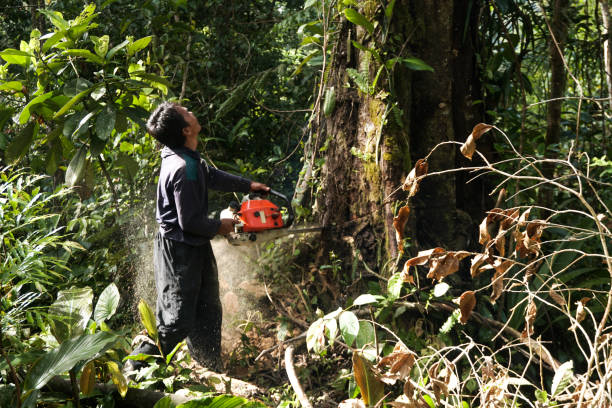 Professional Tree Services in Brookdale, CA